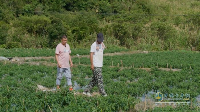 福建南平江师傅：“闽北第一椒”供不应求，骏铃V8跑得快行得稳，5年67万公里像新车